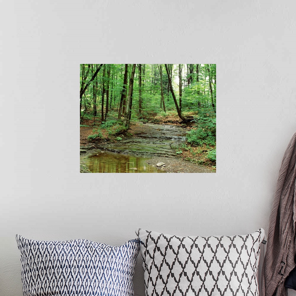 A bohemian room featuring New York State, Erie County, Emery Park, Stream of water flowing through the forest