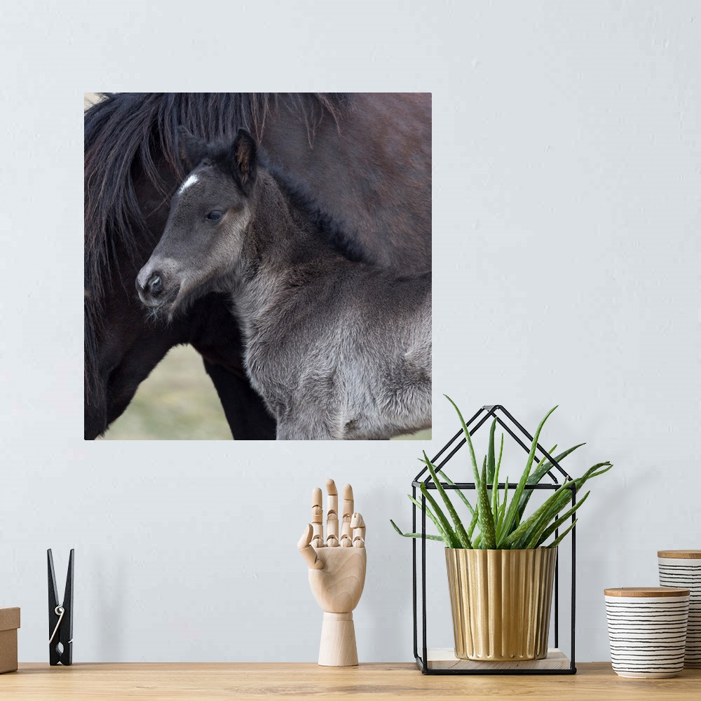 A bohemian room featuring Newborn foal with horse, Iceland Iceland purebred horse.