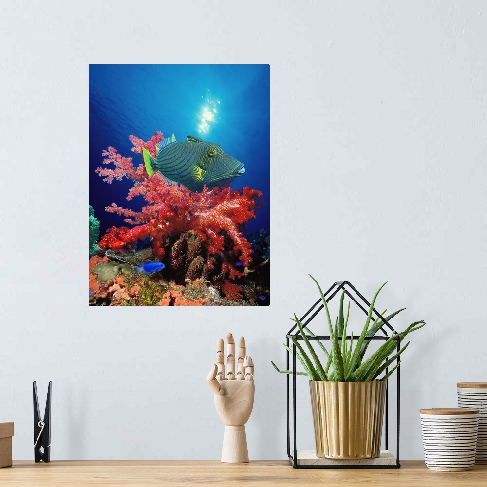 A bohemian room featuring Orange Lined triggerfish (Balistapus undulatus) and soft corals in the ocean