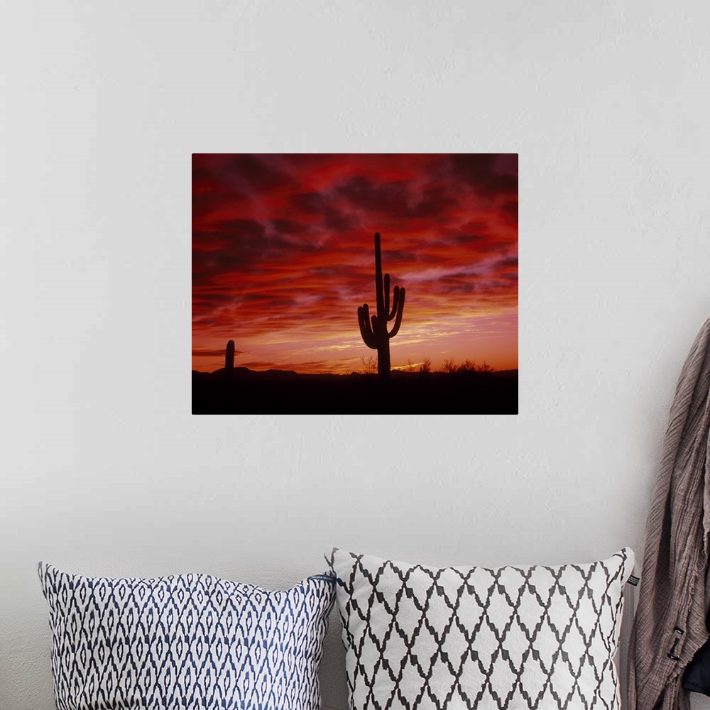 A bohemian room featuring Silhouette of an organ pipe cactus at sunset in a desert in Arizona (AZ). Sky is full of vibrant ...