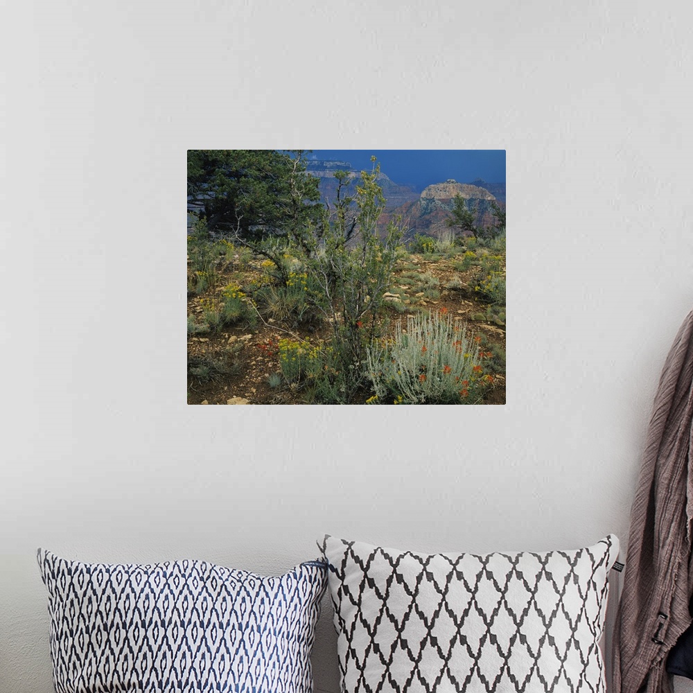 A bohemian room featuring Rabbit brush plants on a landscape, Grand Canyon National Park, Coconino County, Arizona