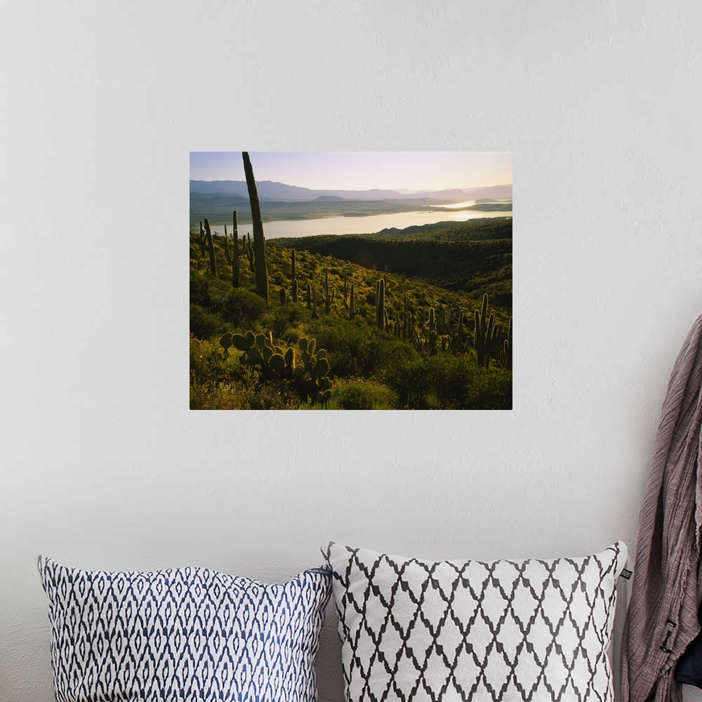 A bohemian room featuring Saguaro cactus (Carnegiea gigantea) in a field, Sonoran Desert, Lake Roosevelt, Maricopa County, ...