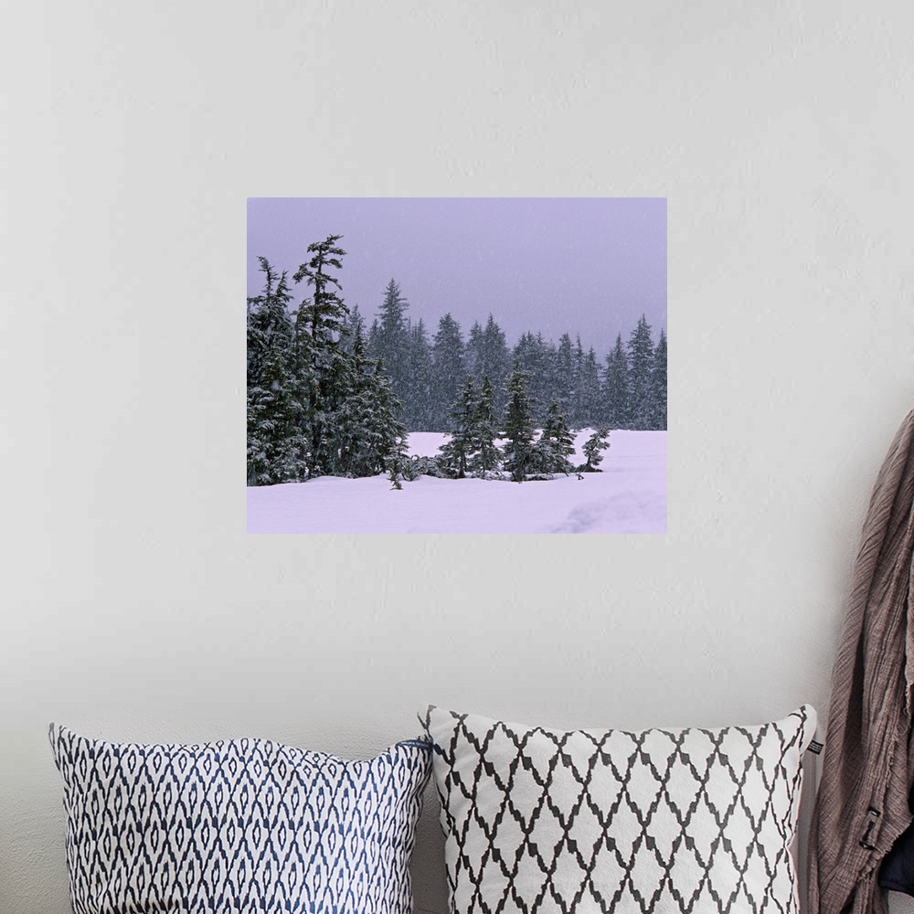 A bohemian room featuring Spruce tree forest in snowstorm, Alaska