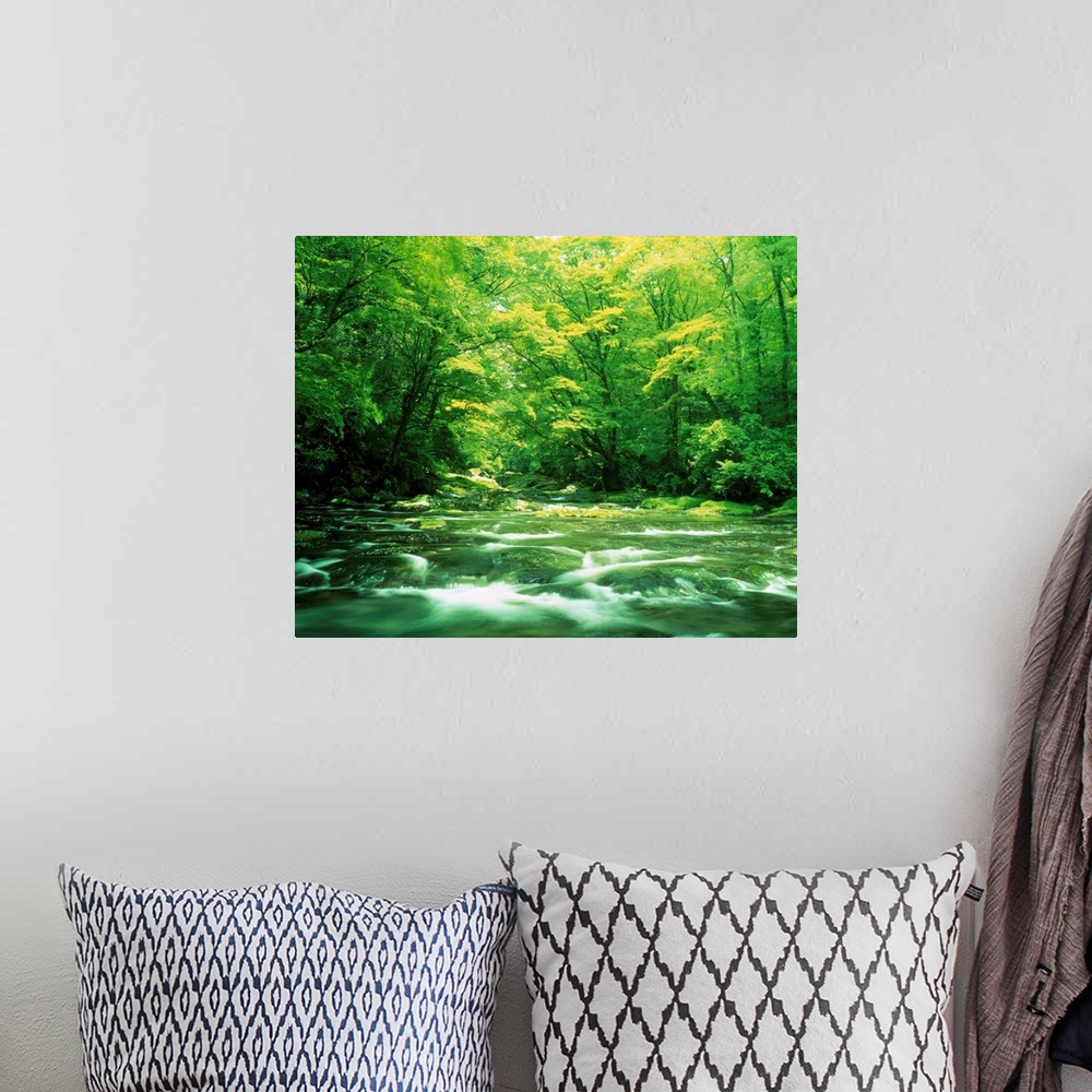 A bohemian room featuring Stream flowing through a forest