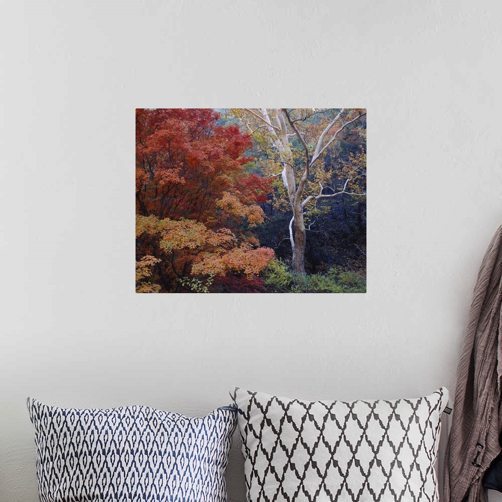 A bohemian room featuring Large print of autumn colored trees in a dense forest.