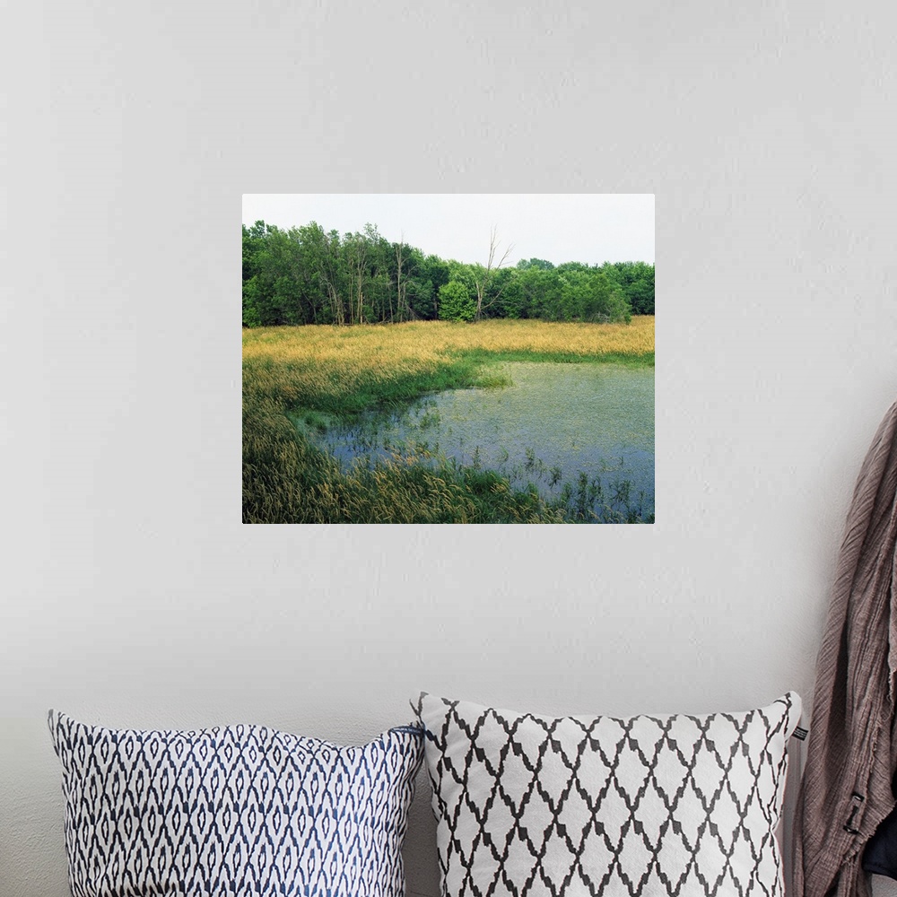 A bohemian room featuring Trees lining grassy pond, New Haven Potholes, Iowa