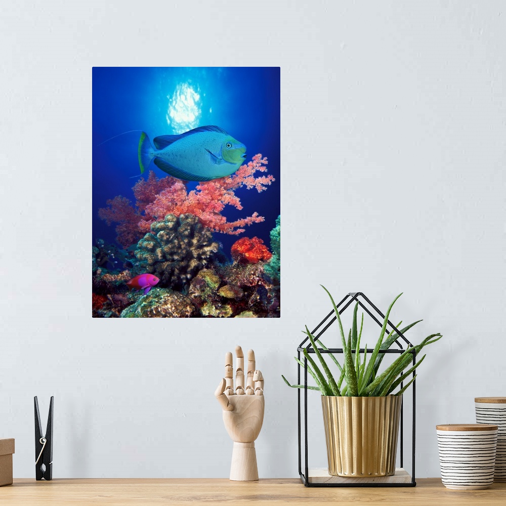 A bohemian room featuring Tall photo on canvas of tropical fish swimming in front of colored coral.