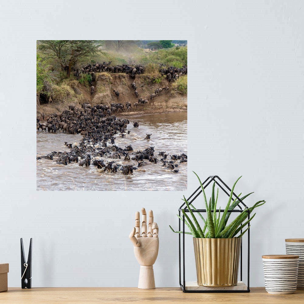 A bohemian room featuring Wildebeests crossing Mara River, Serengeti National Park, Tanzania