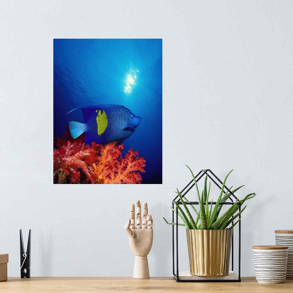 A bohemian room featuring Yellow Banded angelfish (Pomacanthus maculosus) with soft corals in the ocean