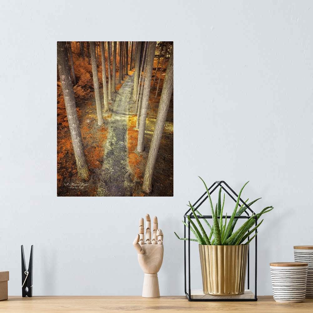 A bohemian room featuring Photograph of an unexpected perspective of a pathway lined by trees.