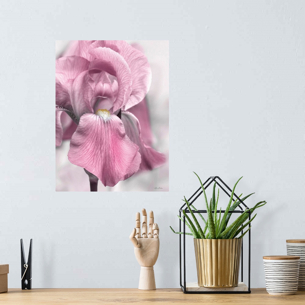 A bohemian room featuring Pink Iris