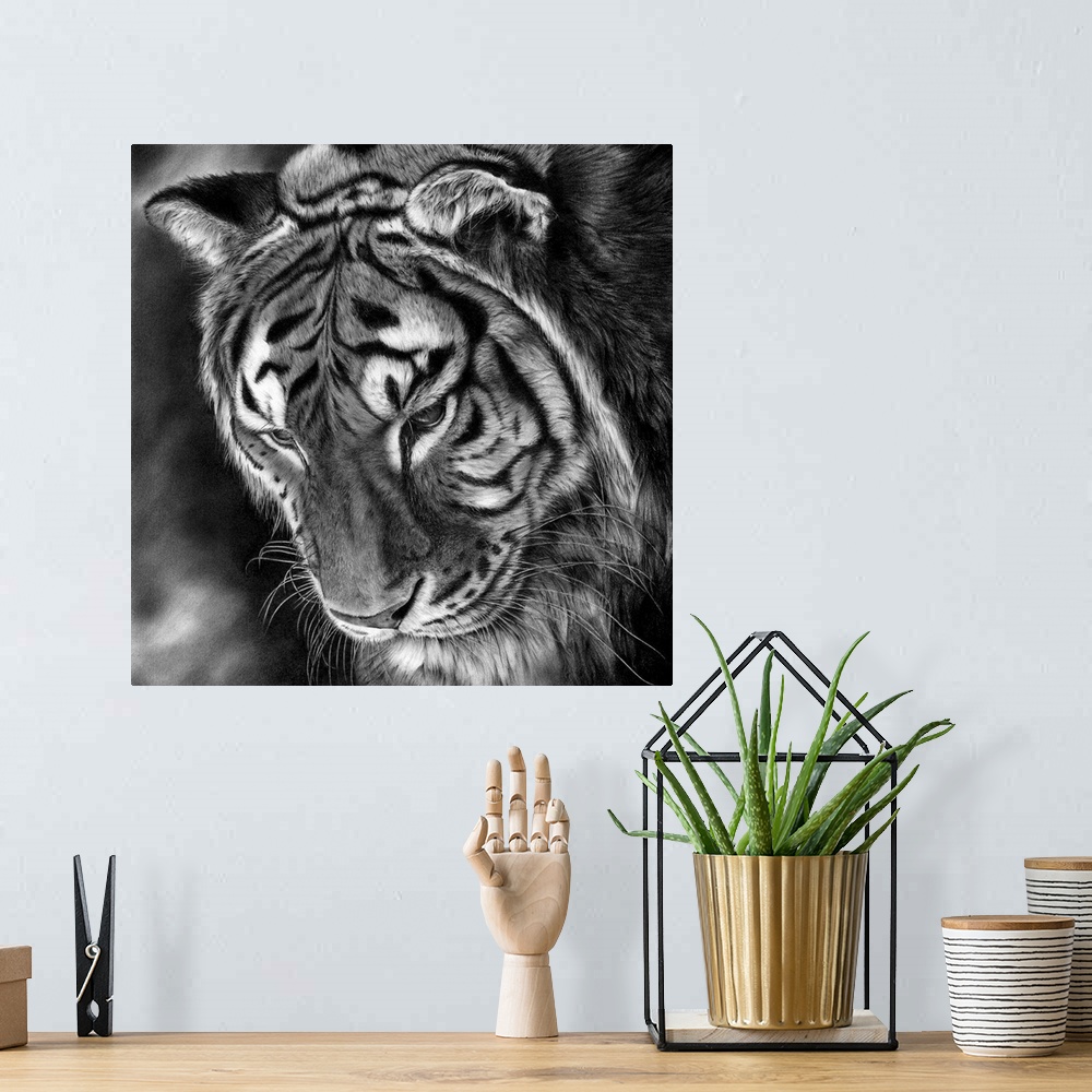 A bohemian room featuring Pencil drawing of a tiger looking downwards.