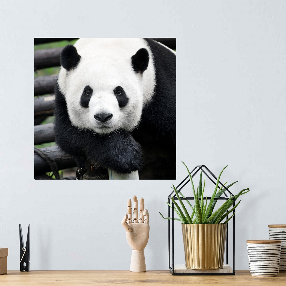 A bohemian room featuring Giant Panda, China 10MKm2 Collection.