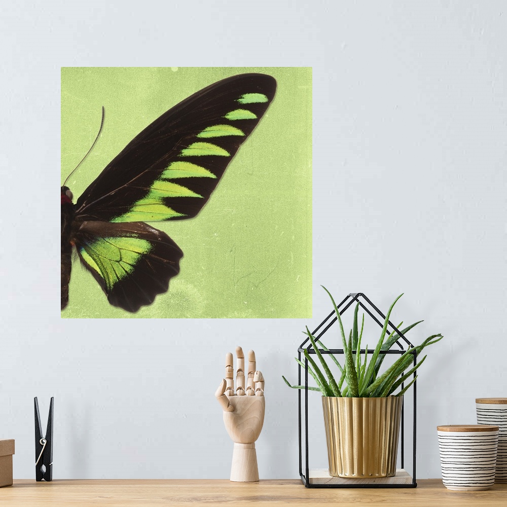 A bohemian room featuring Square photograph with half of a butterfly on a green sparkly background.