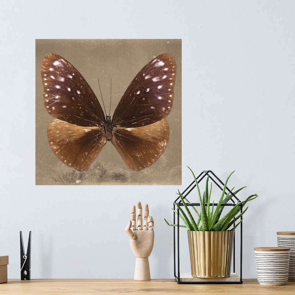 A bohemian room featuring Square photograph of a butterfly on a brown sparkly background.