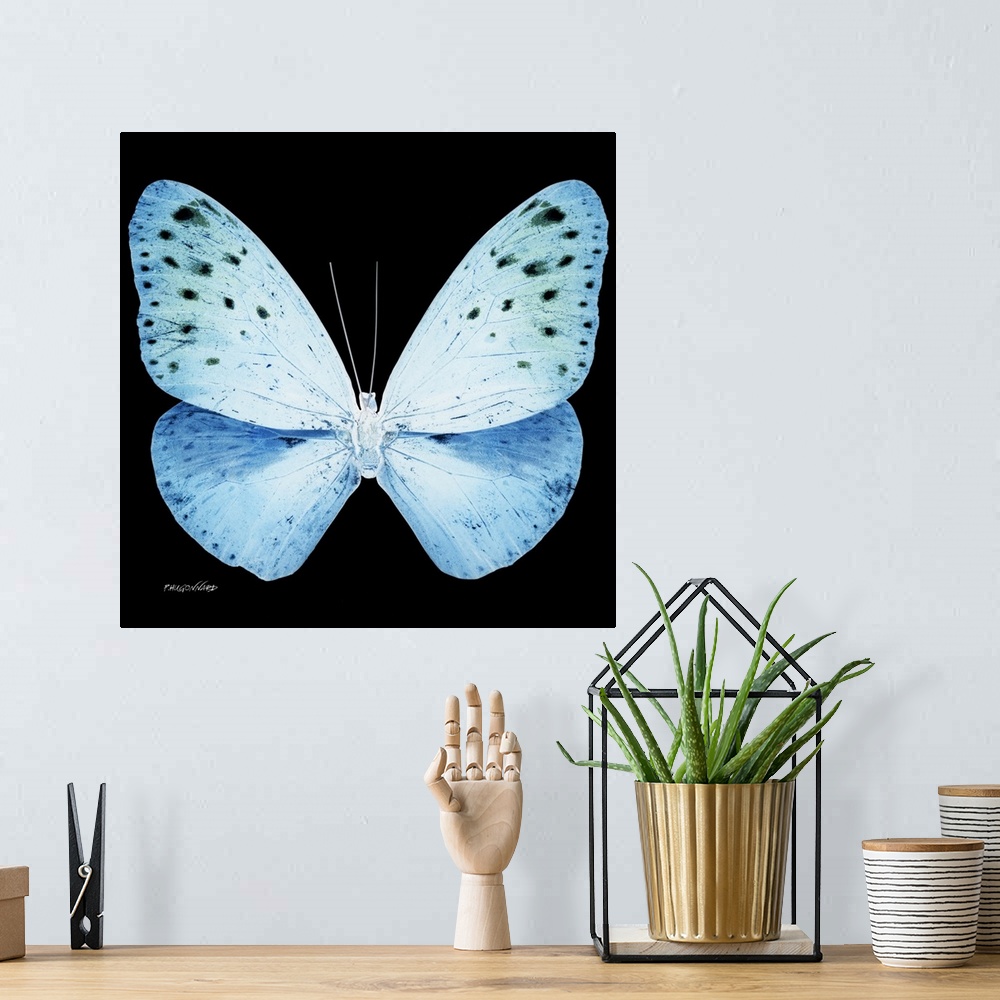 A bohemian room featuring Exclusive collection Miss Butterfly X-RAY. It is an astonishing series of X-ray photographs of ex...
