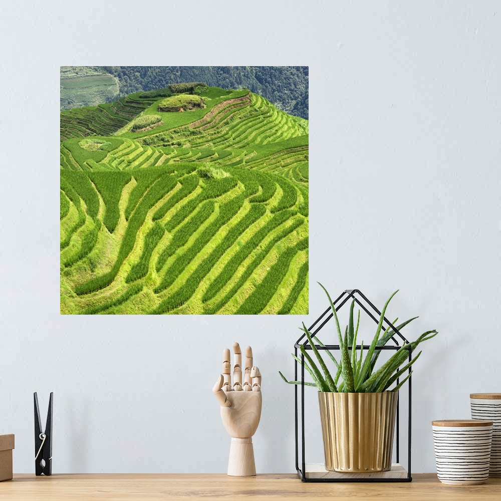 A bohemian room featuring Rice Terraces, Longsheng Ping'an, Guangxi, China 10MKm2 Collection.