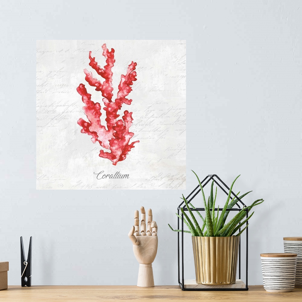 A bohemian room featuring Red Sea Coral