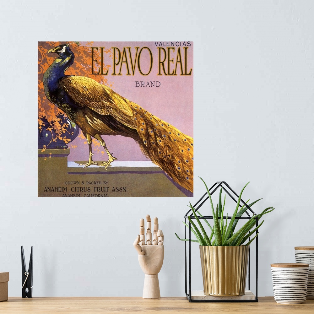 A bohemian room featuring El Pavo Real