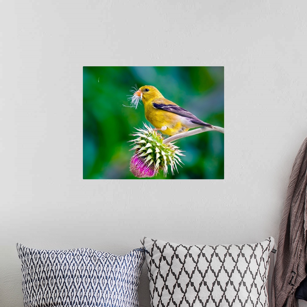 A bohemian room featuring A female American Goldfinch on a thistle flower.
