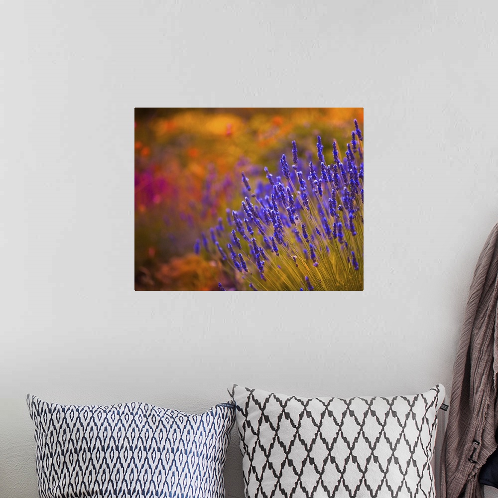 A bohemian room featuring Autumn Lavender