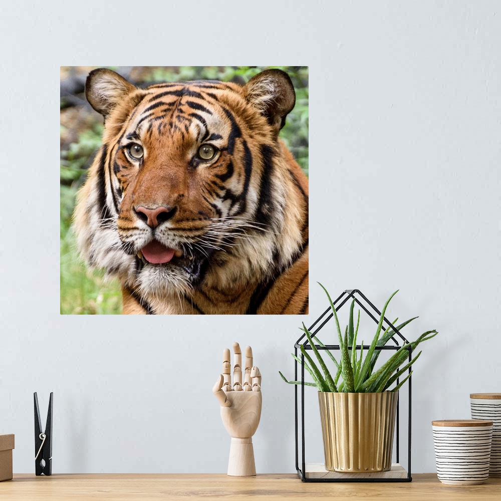 A bohemian room featuring Portrait of a large tiger with a curious expression.
