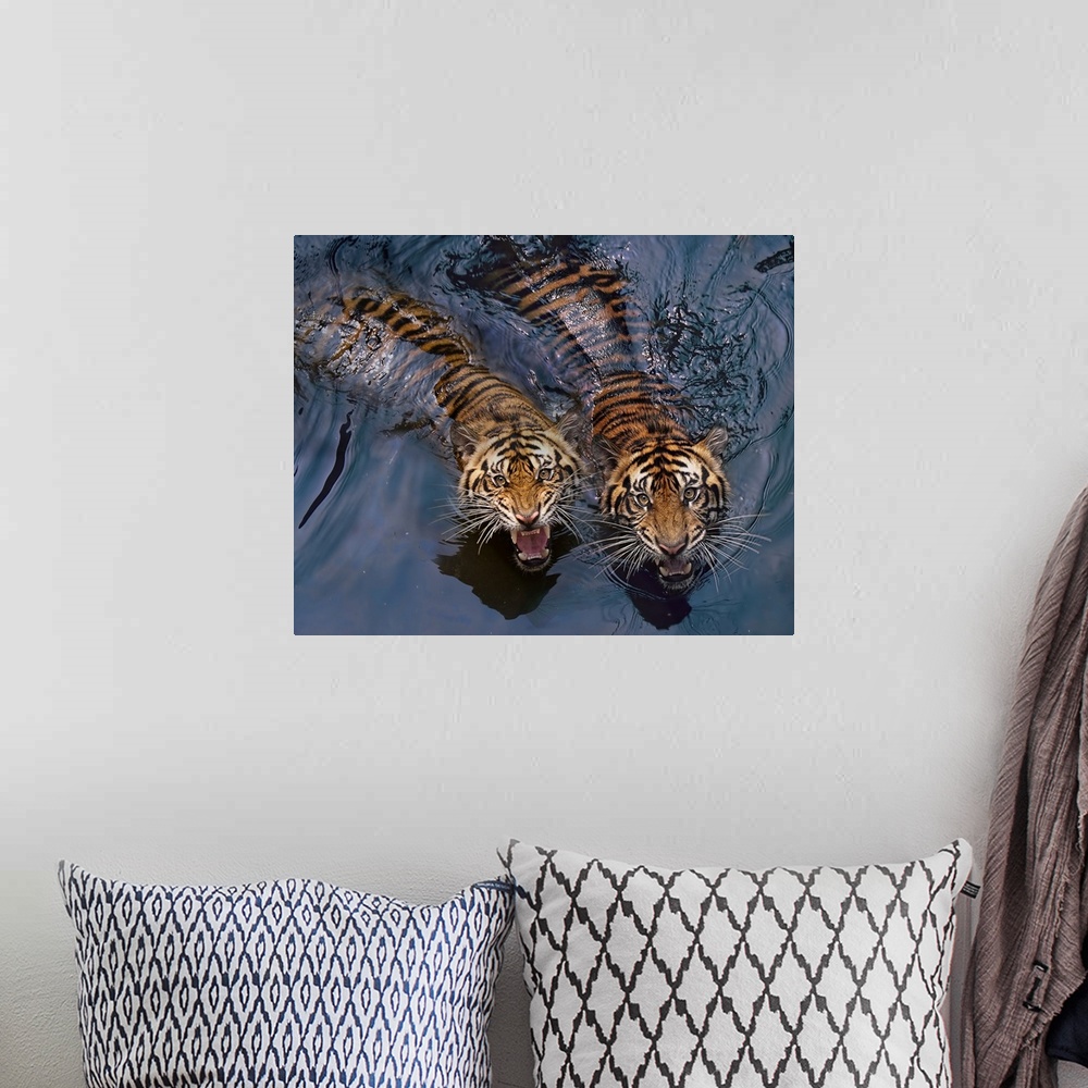 A bohemian room featuring Two snarling tigers swimming in water.