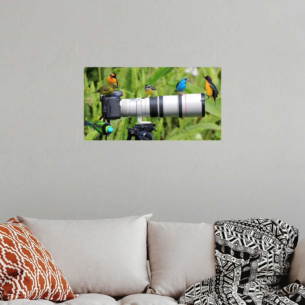 A bohemian room featuring Several wild birds investigating a camera on a tripod with a large lens in Morretes, Brazil.