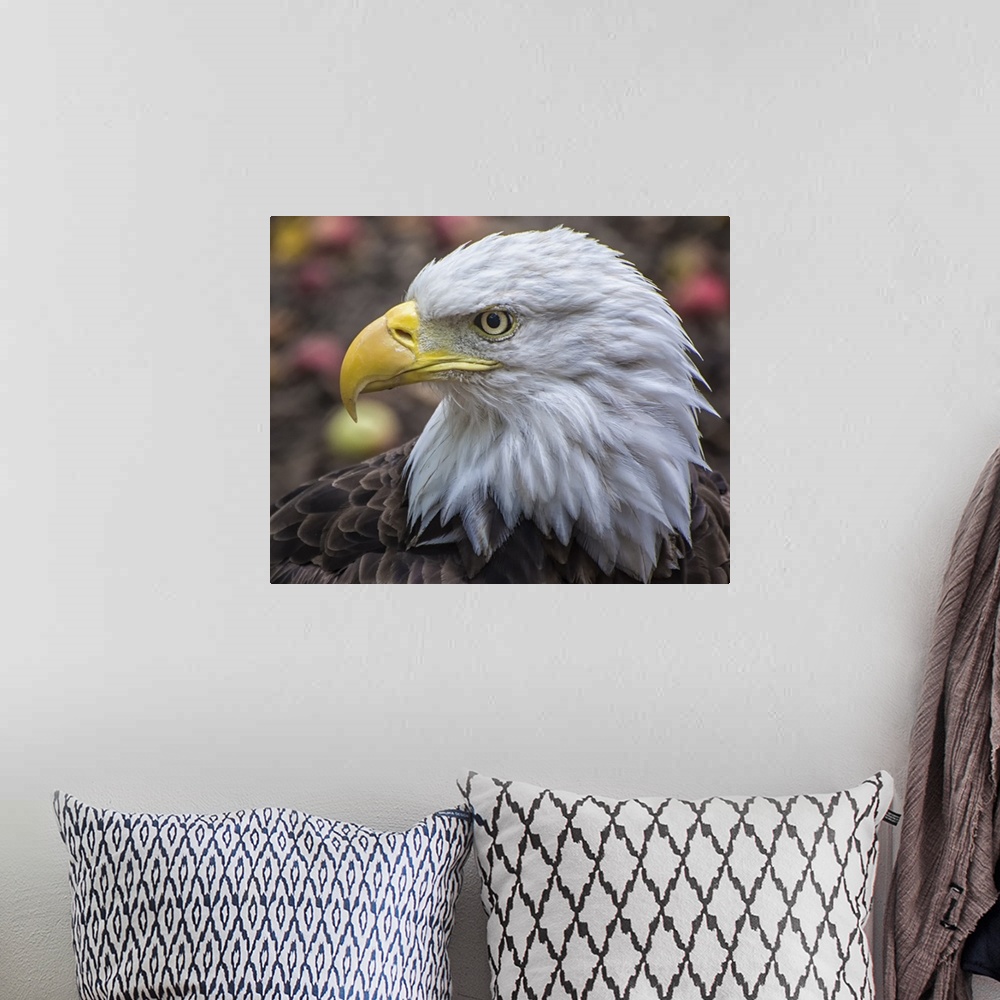 A bohemian room featuring Portrait of a Bald Eagle with a stern expression.