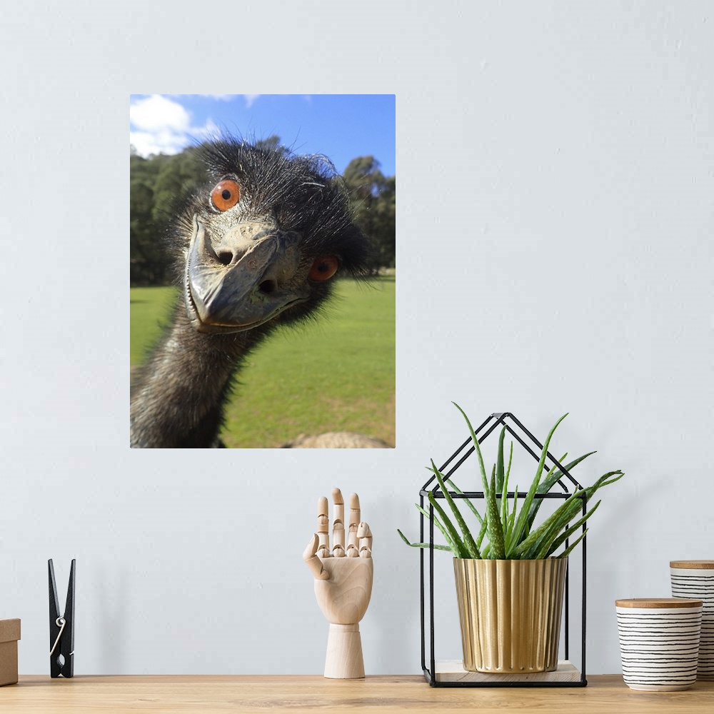 A bohemian room featuring Up close with an emu.