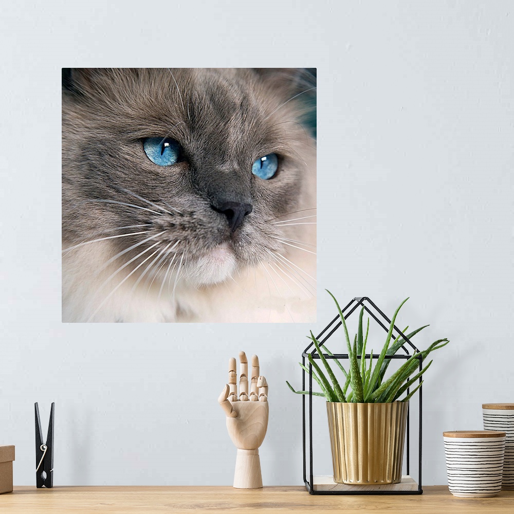 A bohemian room featuring A Ragdoll cat with the most gorgeous blue eyes.