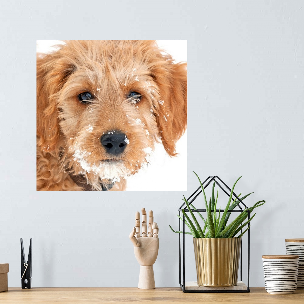 A bohemian room featuring Golden Doodle