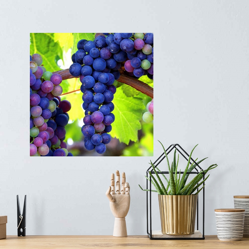 A bohemian room featuring Bunches of grapes hanging on the vine.