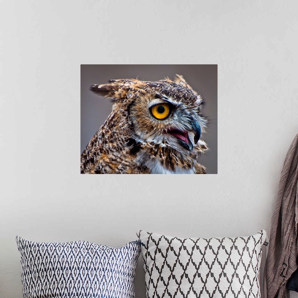 A bohemian room featuring Great Horned Owl