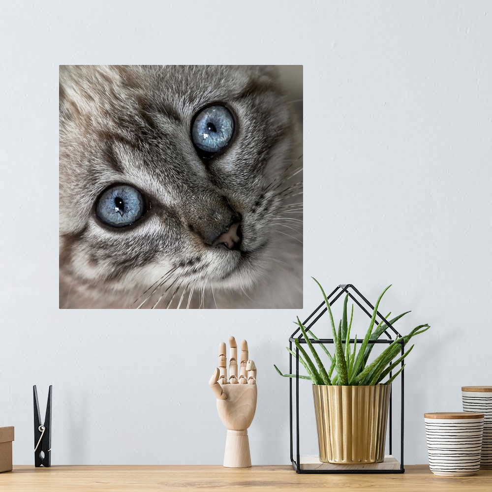 A bohemian room featuring A little grey kitten with bright blue eyes.