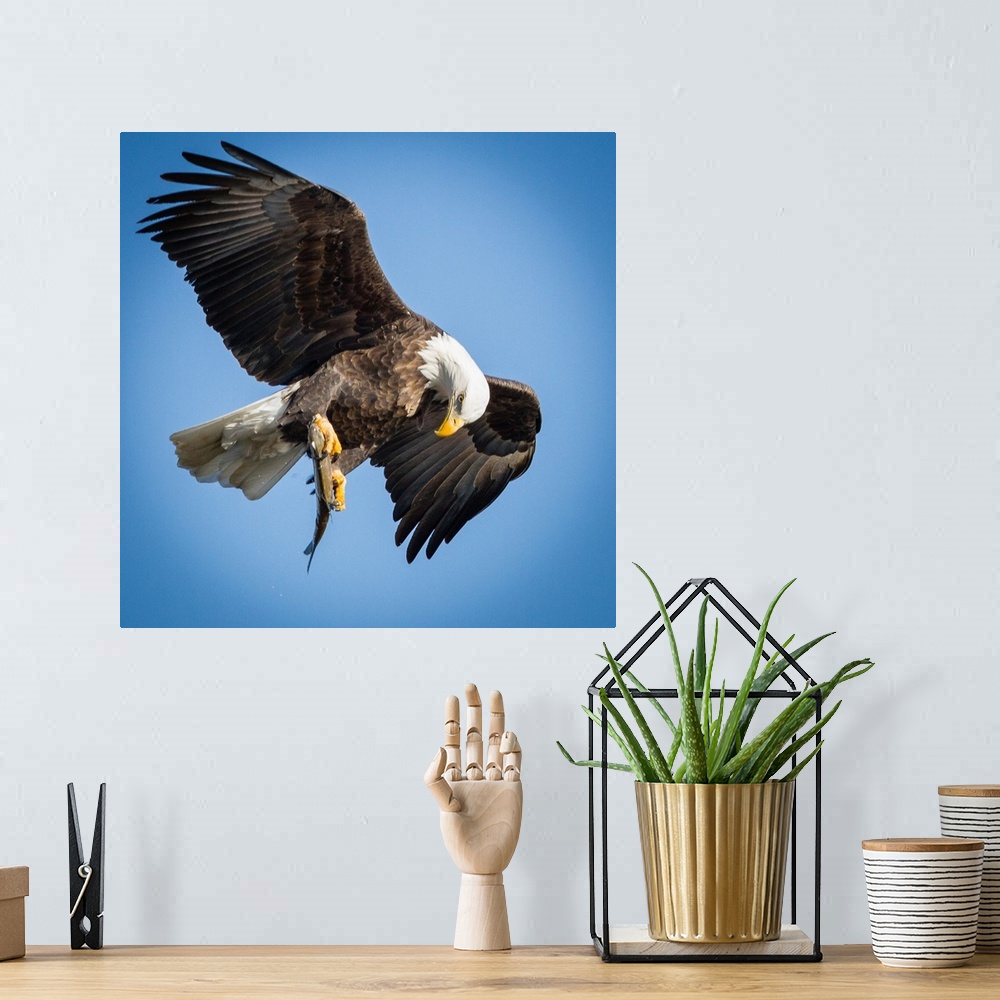 A bohemian room featuring A Bald Eagle looking at its prey in its talons in mid flight.