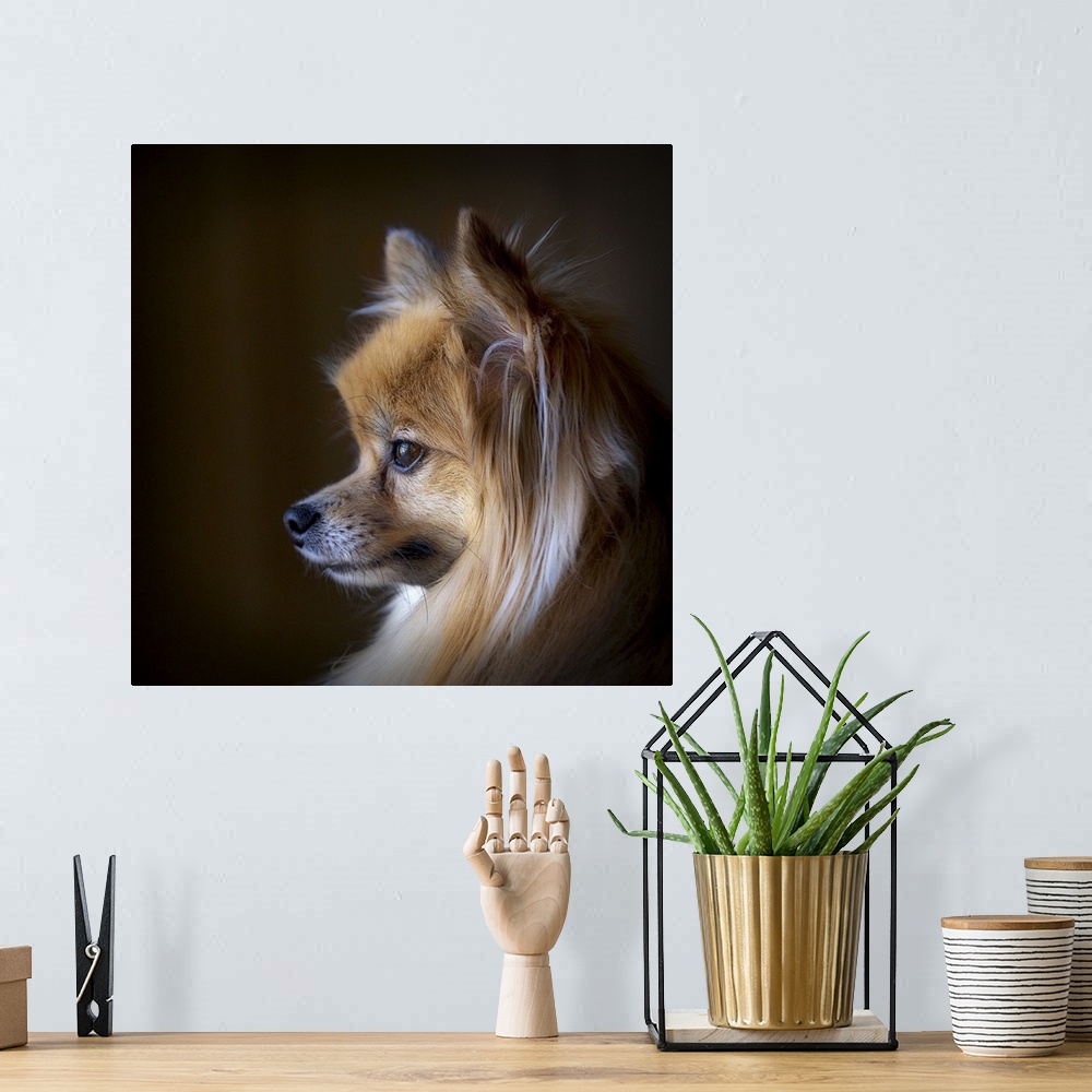 A bohemian room featuring Natural light image of a Pomeranian looking at the world go by.