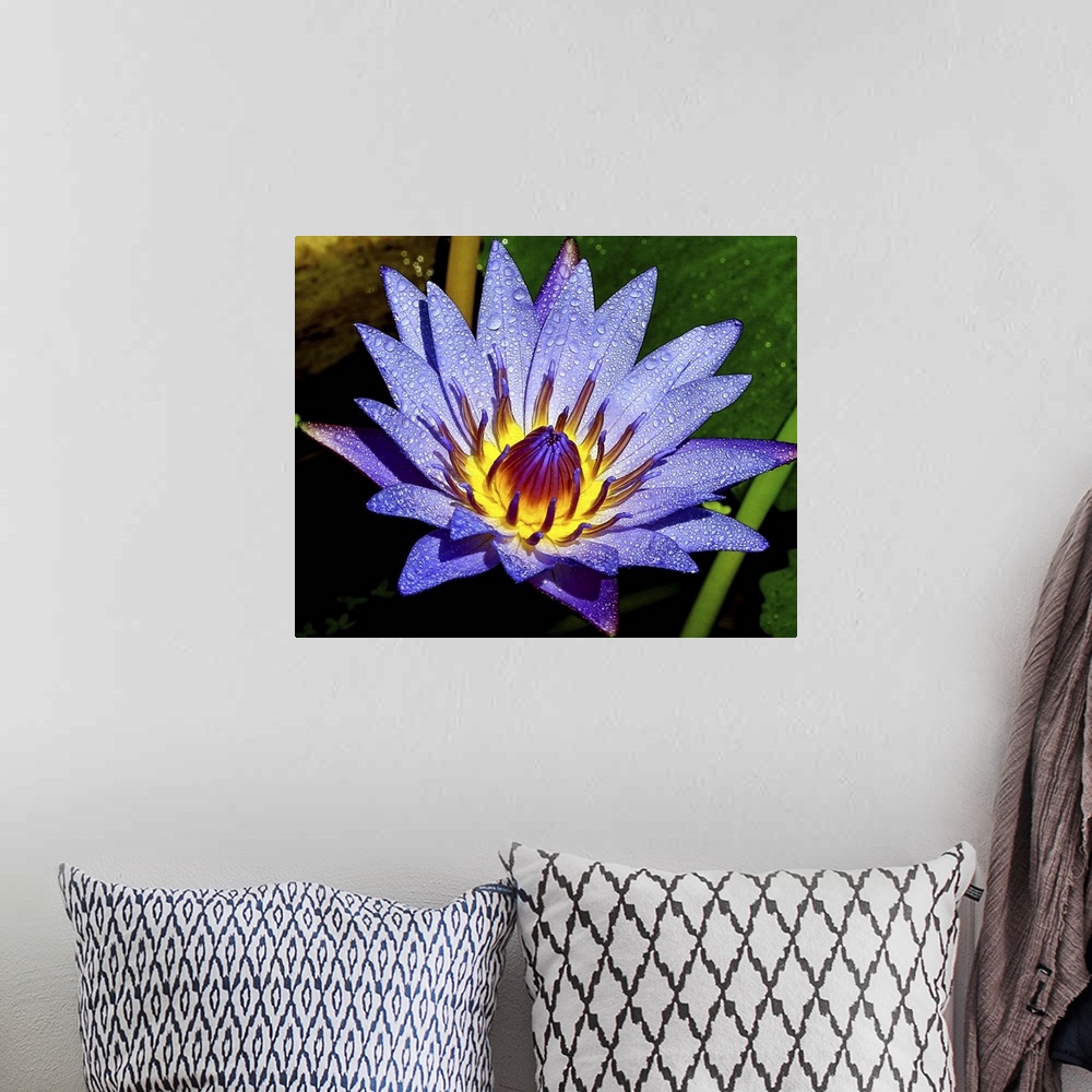 A bohemian room featuring A full bloom lotus.