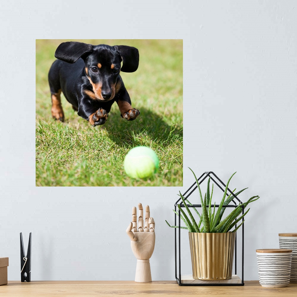 A bohemian room featuring A black dachshund chases after a tennis ball.