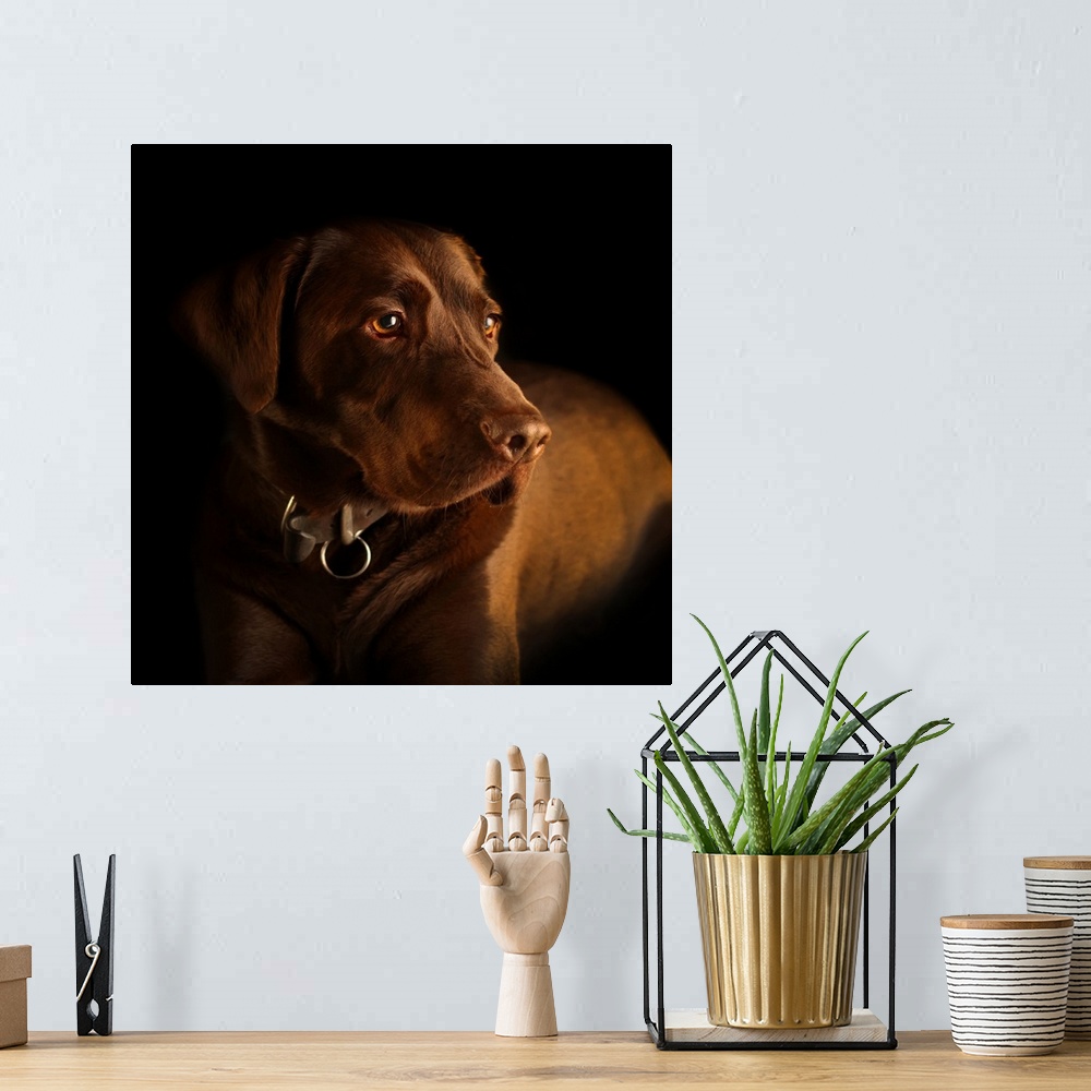 A bohemian room featuring Three year old Chocolate Labrador dog.