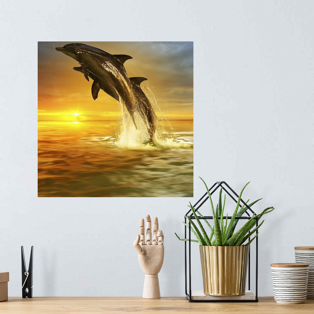A bohemian room featuring Two Dolphins leaping out of the water, over the sunset on the horizon.