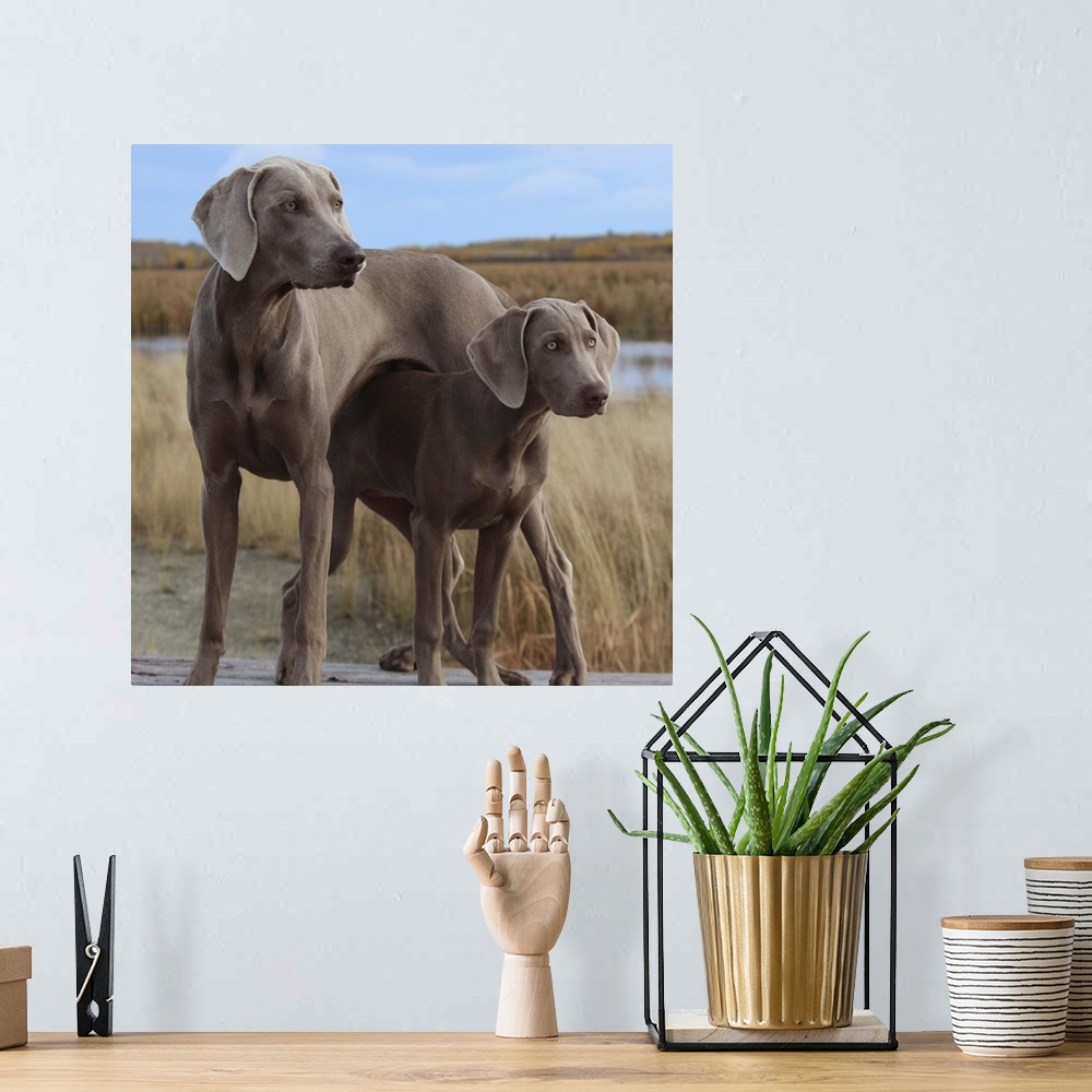 A bohemian room featuring Large and small Weimaraner dogs in a cute pose.