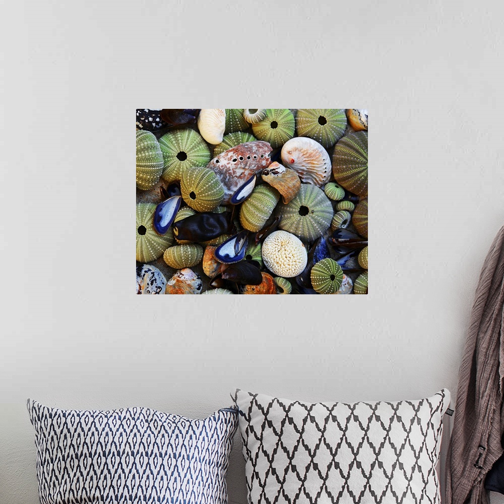 A bohemian room featuring Sea Shells