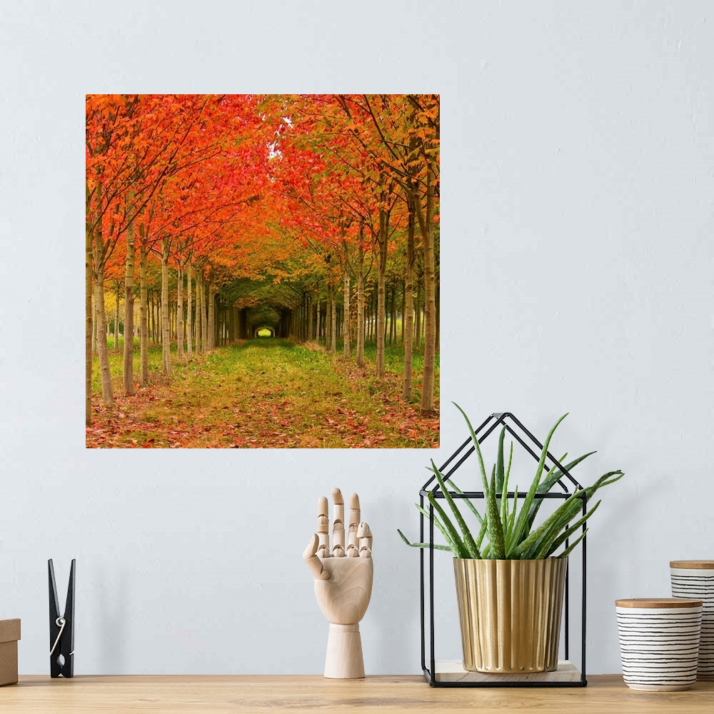 A bohemian room featuring Pathway lined with thin trees with vibrantly colored fall leaves.