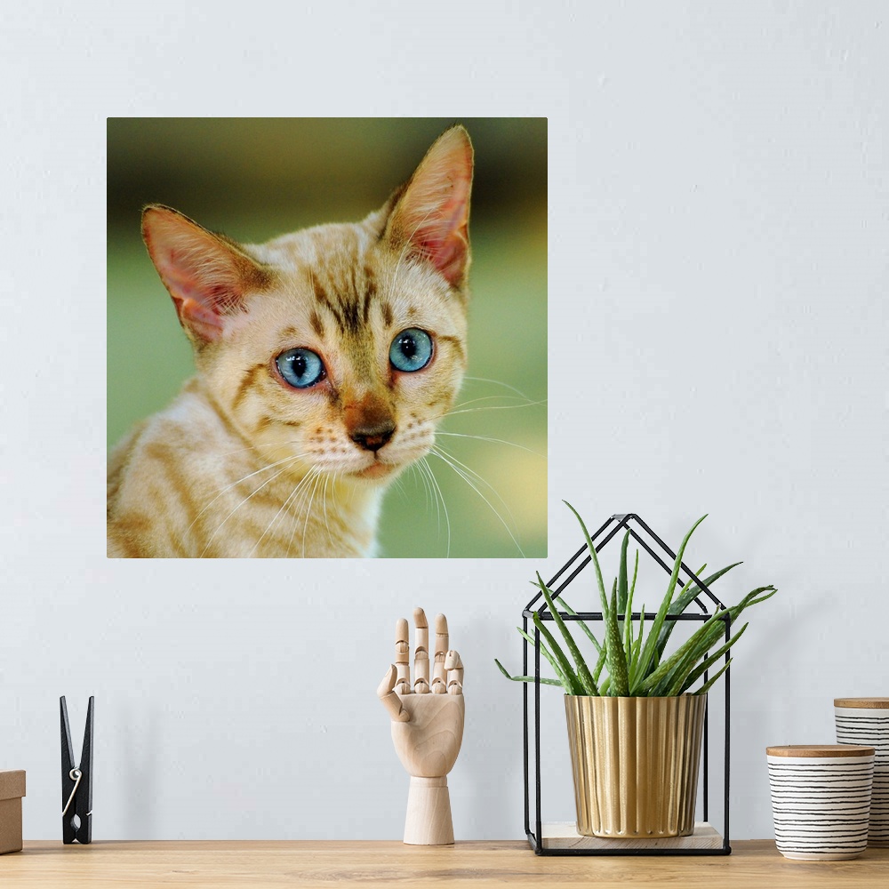 A bohemian room featuring Portrait of a cream colored Bengal kitten with blue eyes.