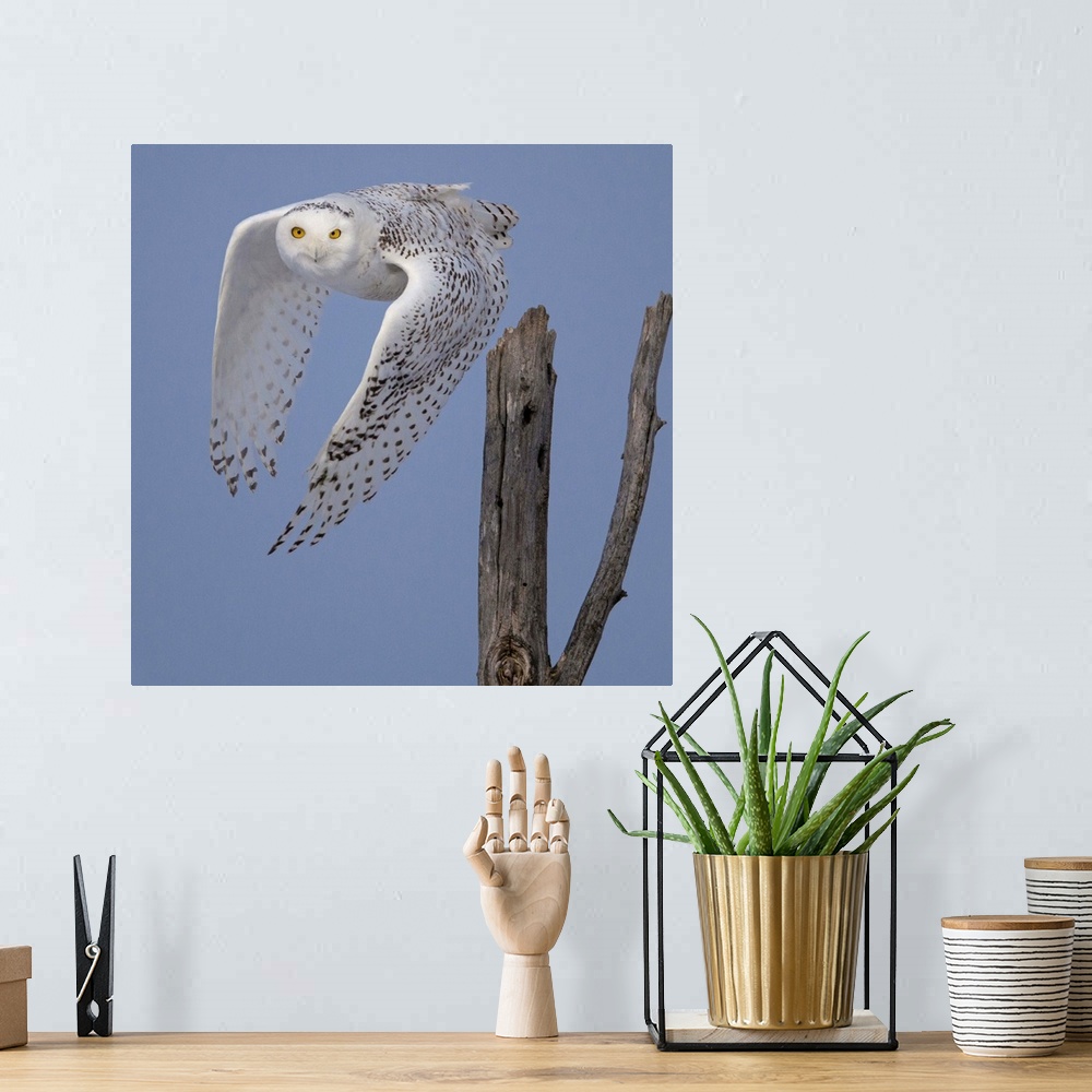 A bohemian room featuring A Snowy Owl takes off in the Sax-Zim bog, Northeast Minnesota.