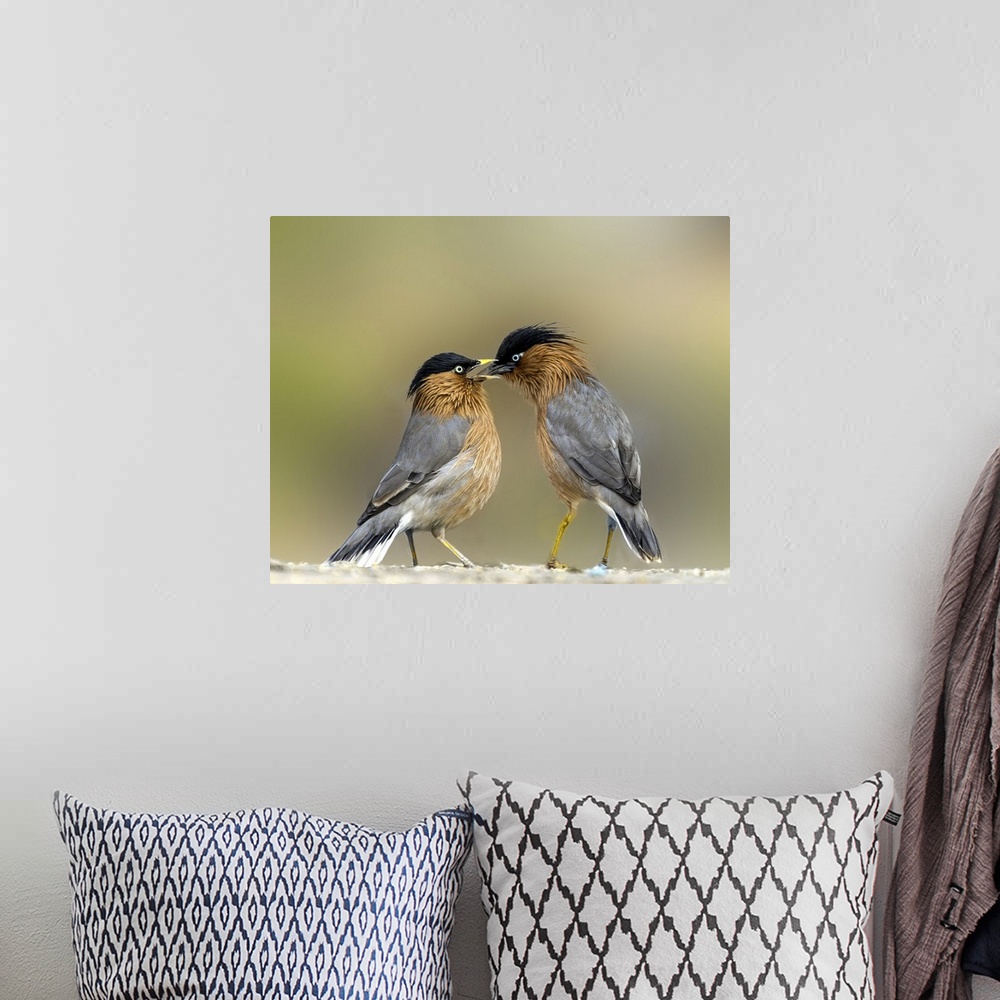A bohemian room featuring Two Brahminy Starlings showing affection.