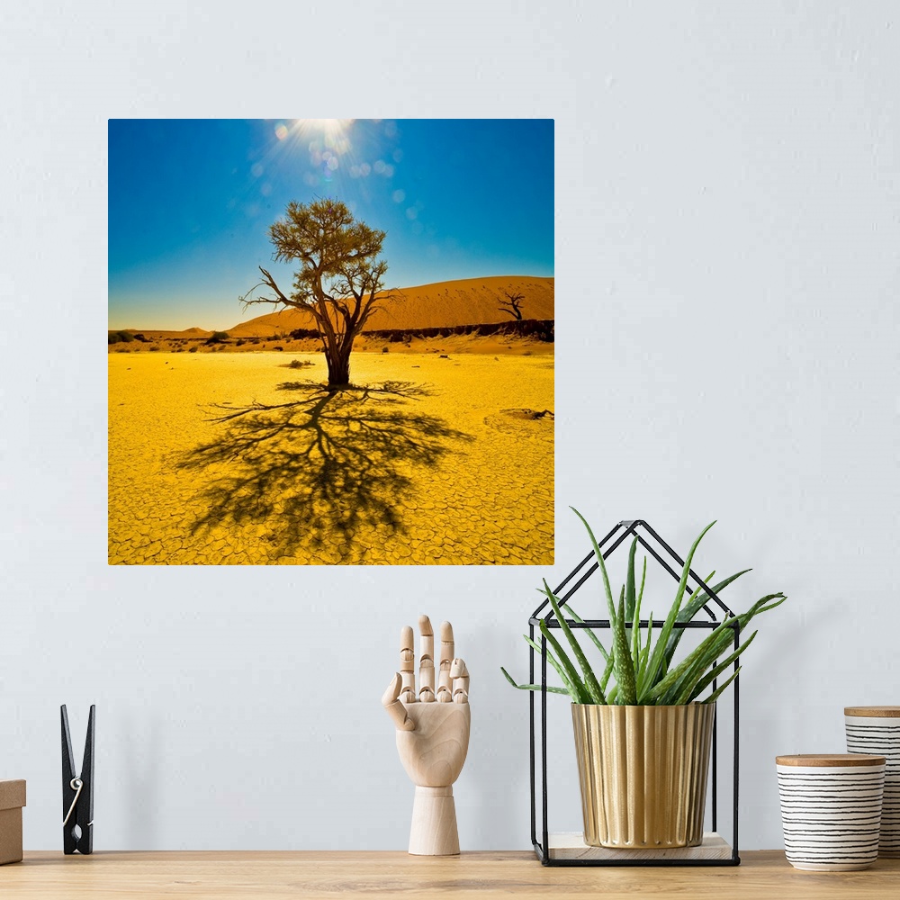 A bohemian room featuring A tree in the sunlight in Sossusvlei, Namib Desert, Namibia.