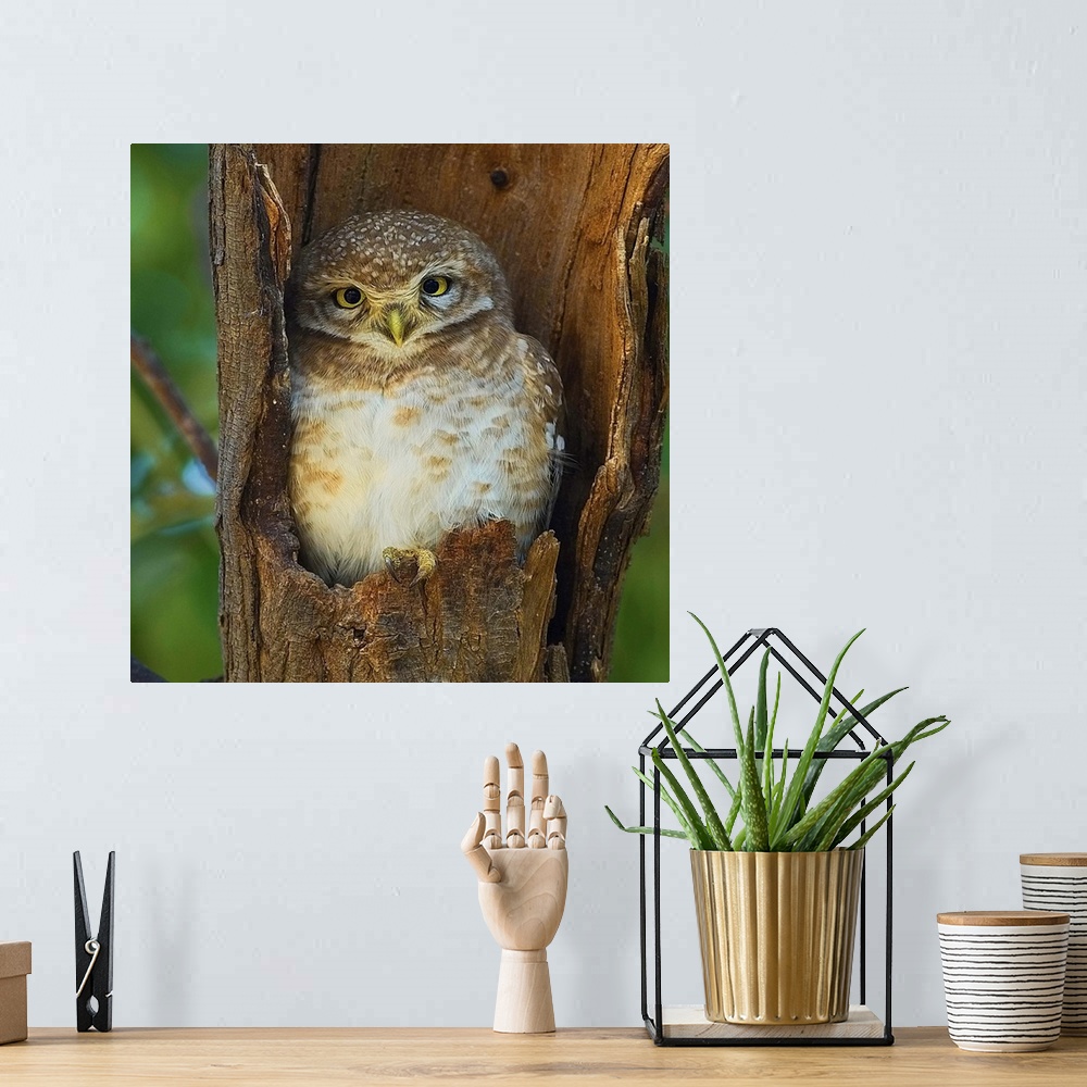 A bohemian room featuring A cute little owl nestled in the hollow of a tree branch.