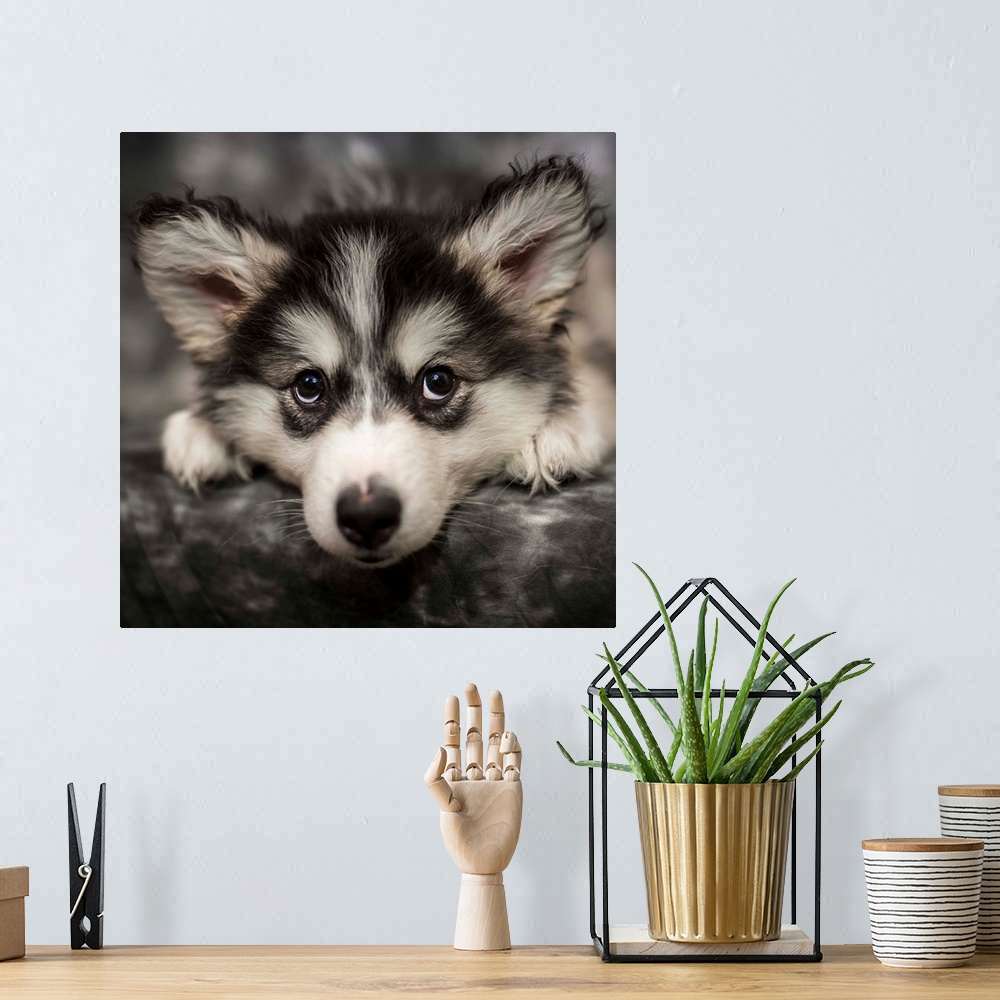 A bohemian room featuring An adorable Husky puppy.